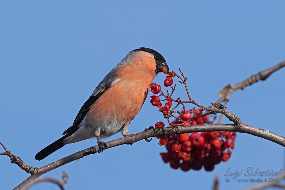 Bullfinch
