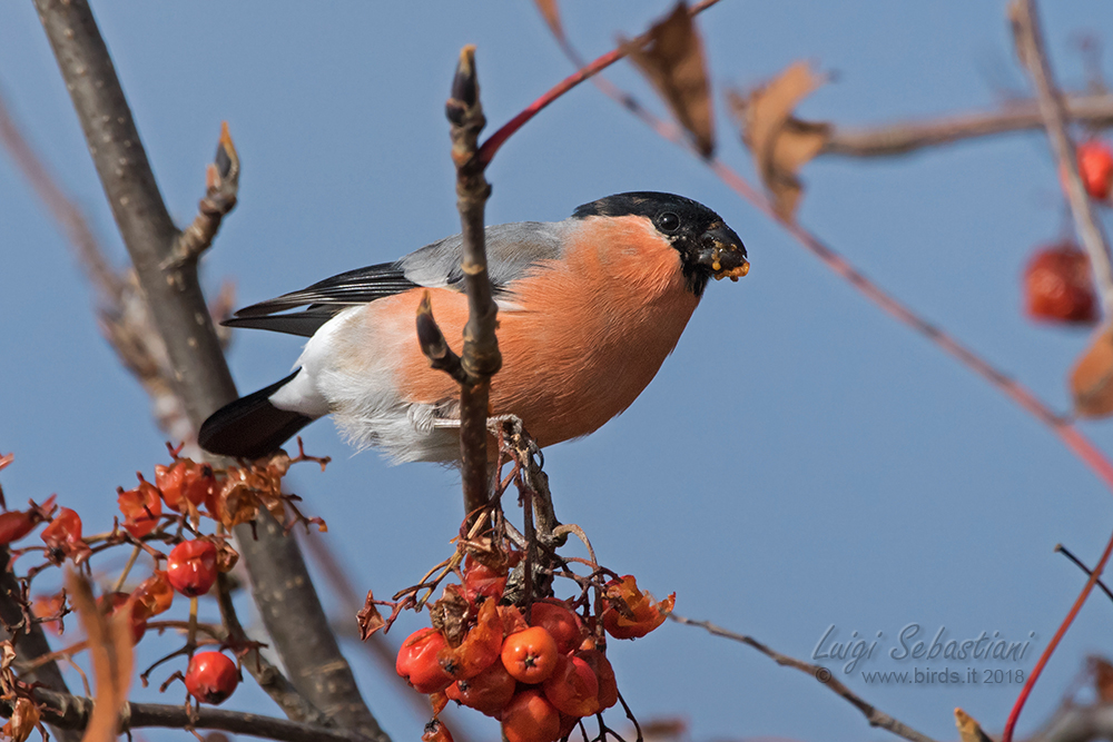 Bullfinch