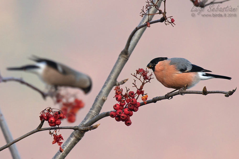 Bullfinch
