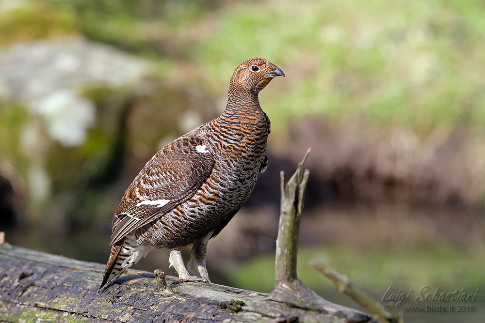 Grouse, black 