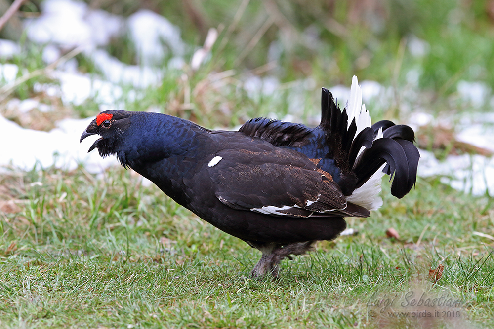 Gallo-lira común