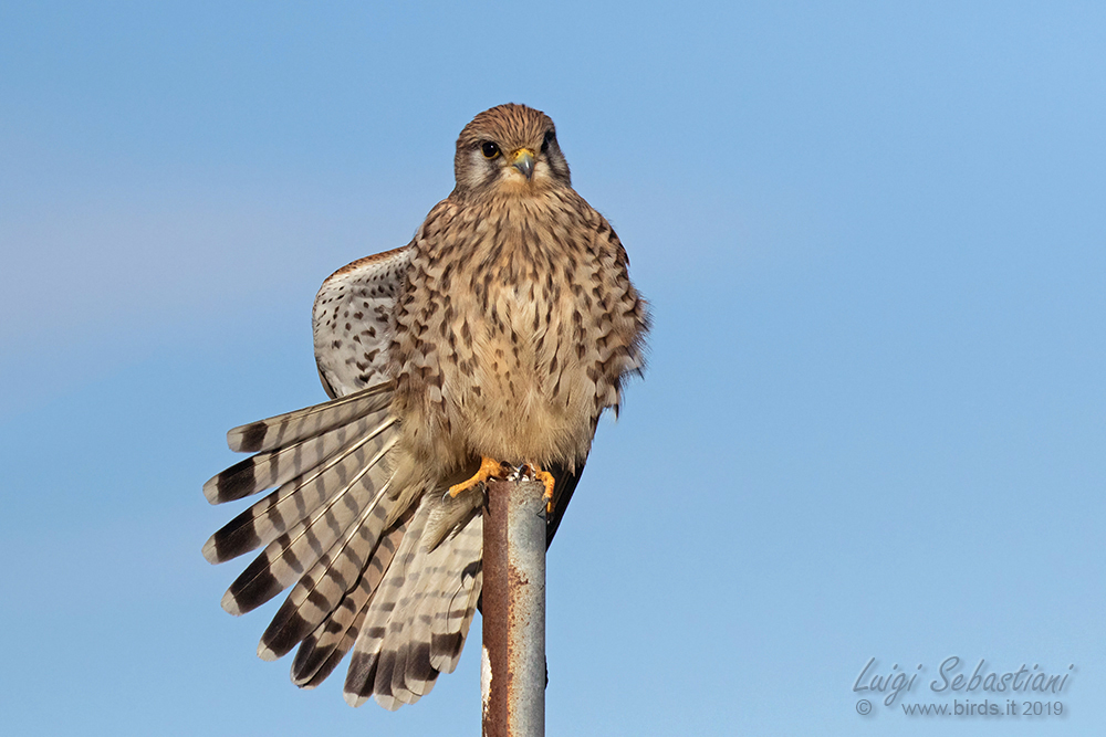 Kestrel (common)