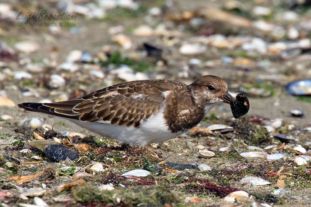 Ruddy Turnstone