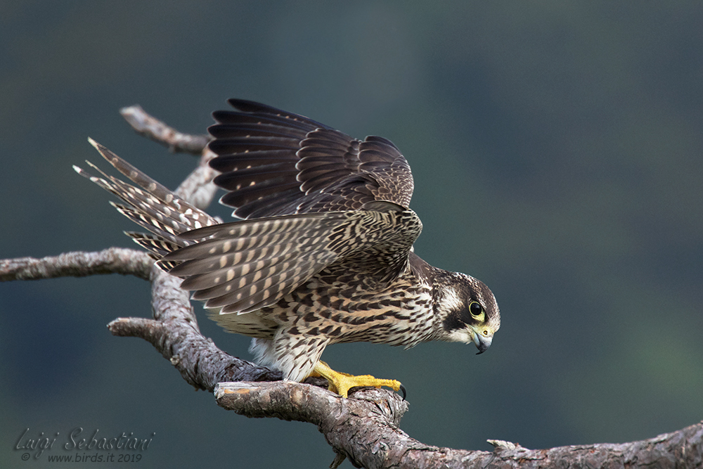 Peregrine