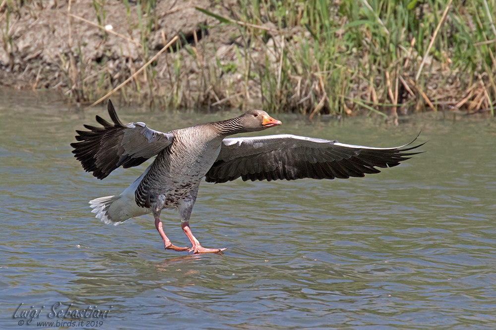 Goose, greylag