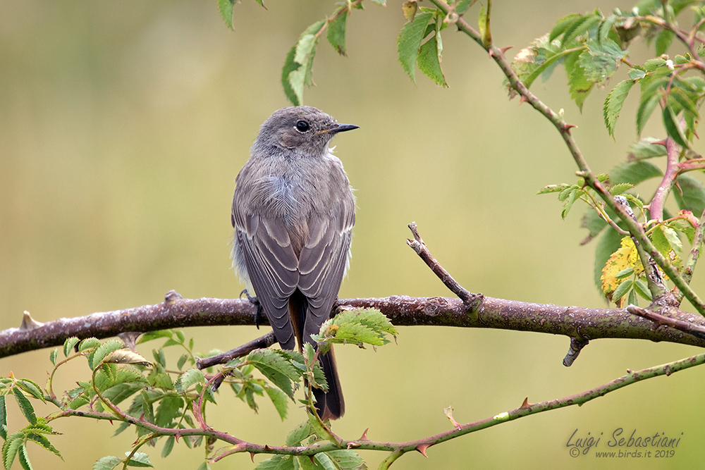 Redstart, black