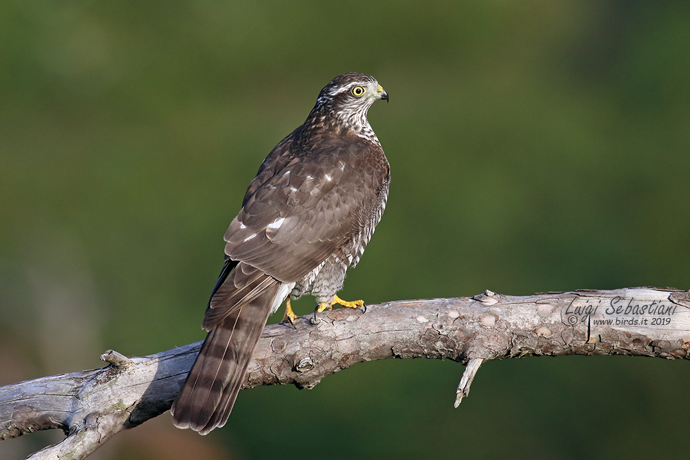 Sparrowhawk