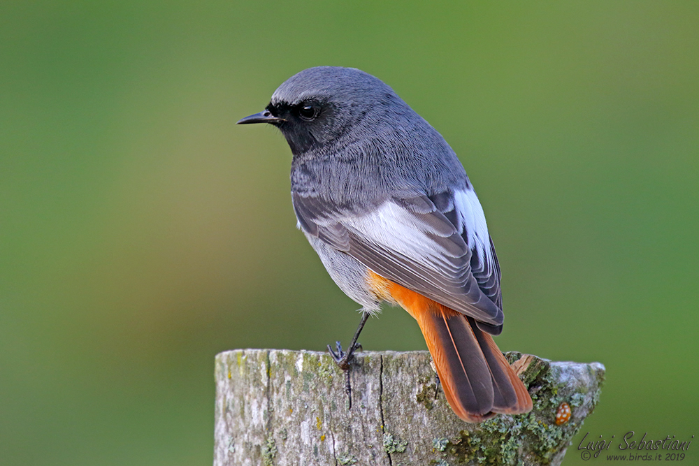 Redstart, black