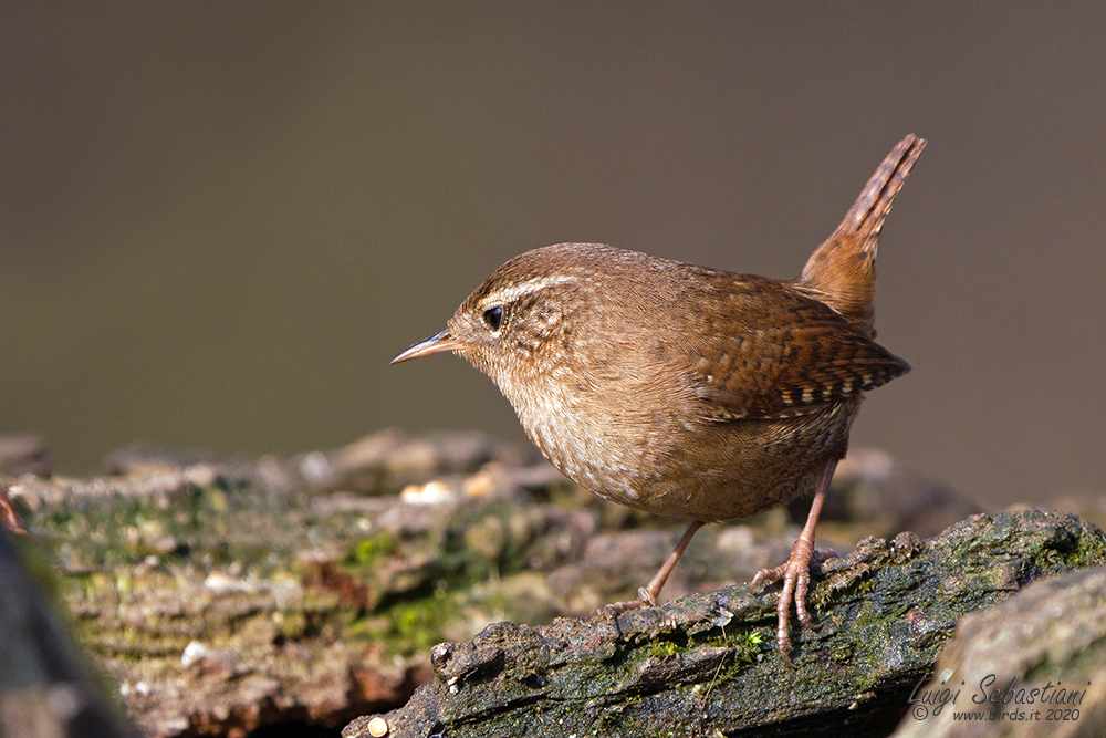 Zaunkönig