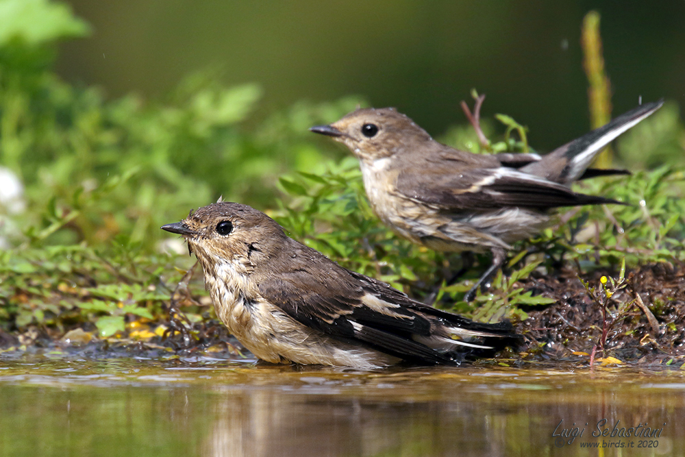 Flycatcher, pied