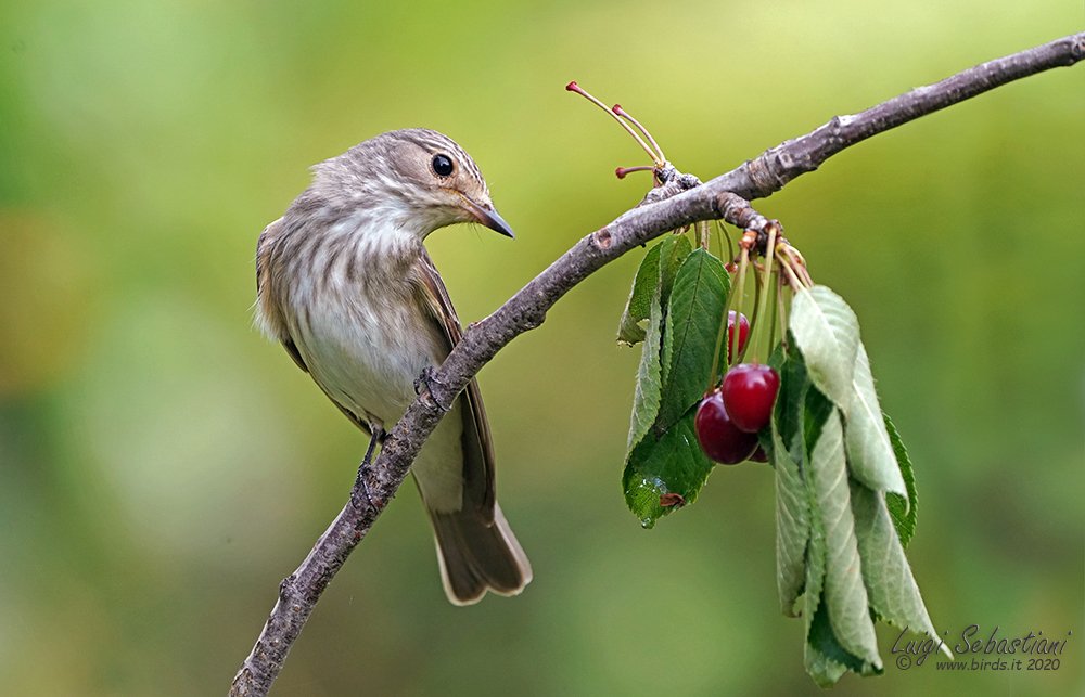 Flycatcher, spotted