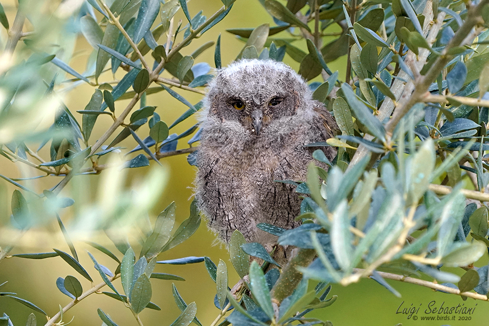 Petit-duc scops