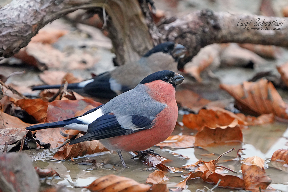 Bullfinch