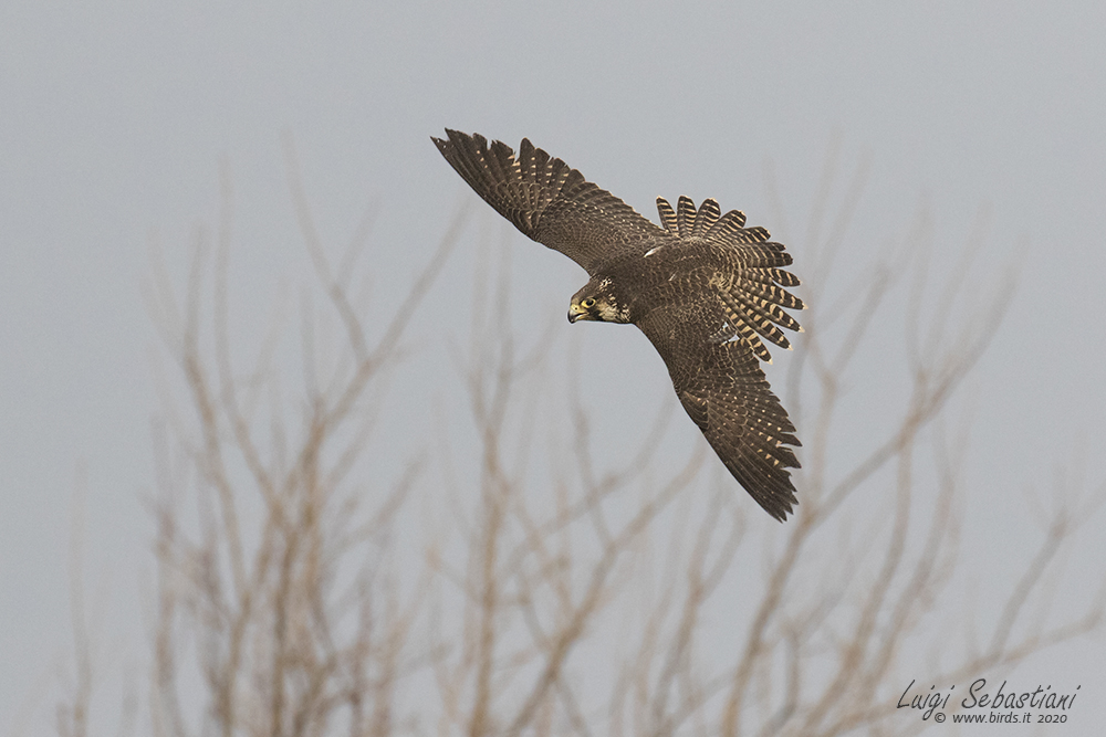 Peregrine