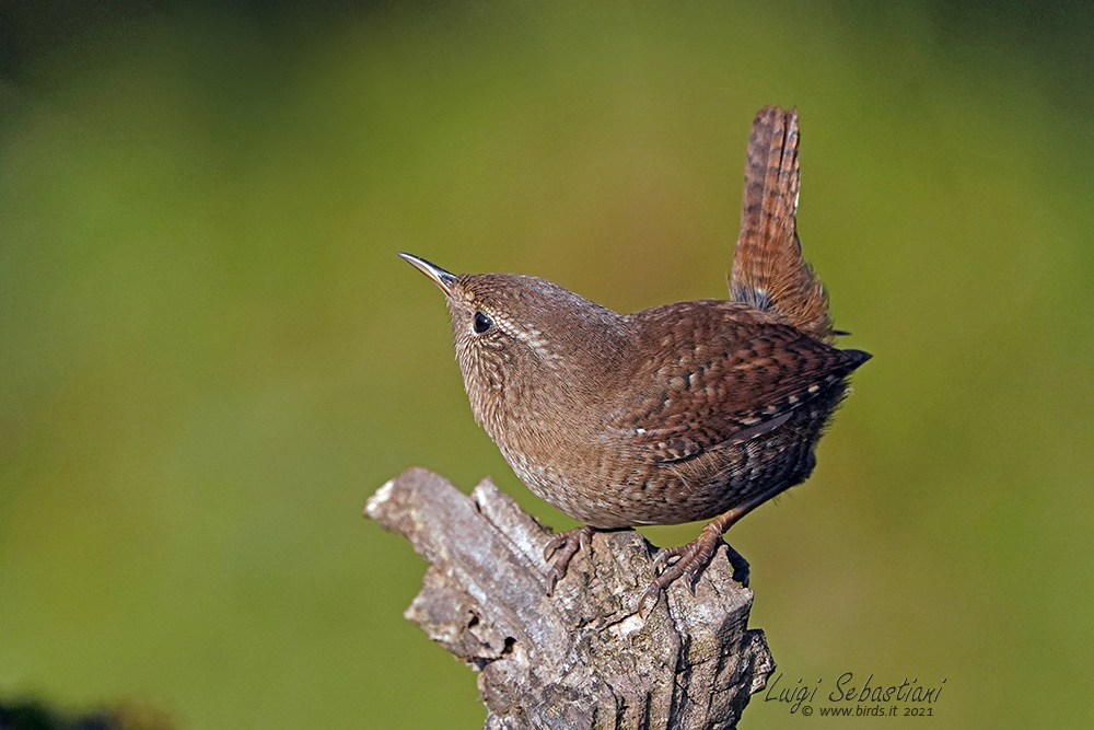 Wren (winter)