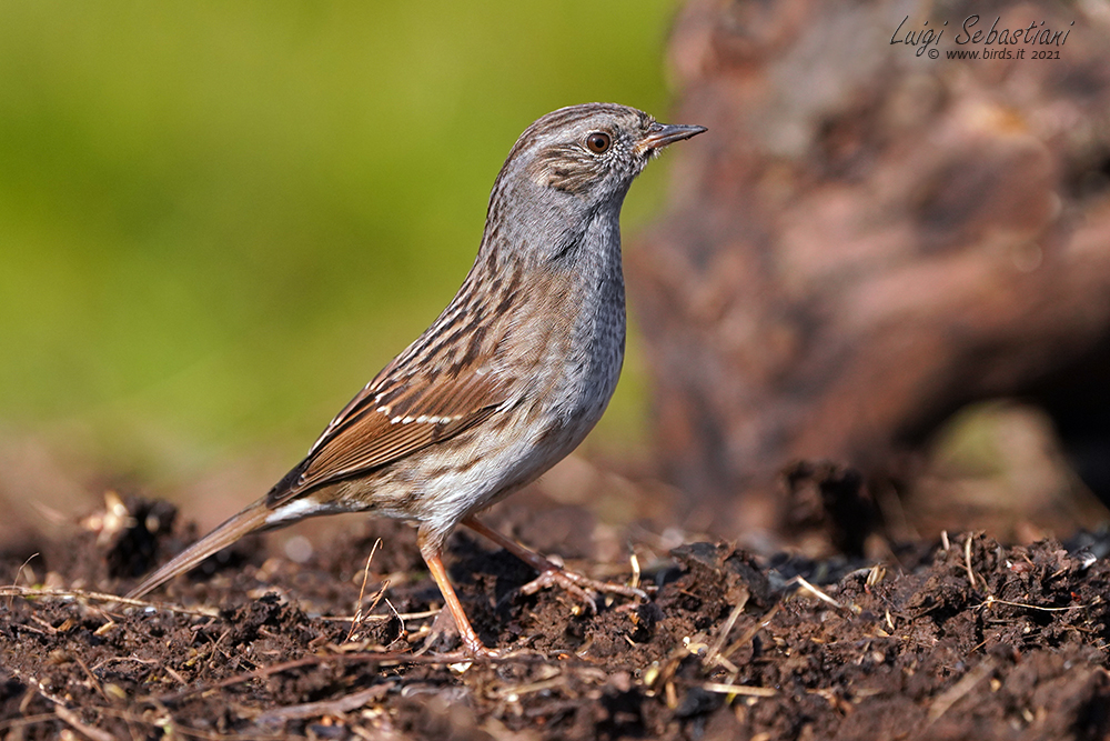 Dunnock