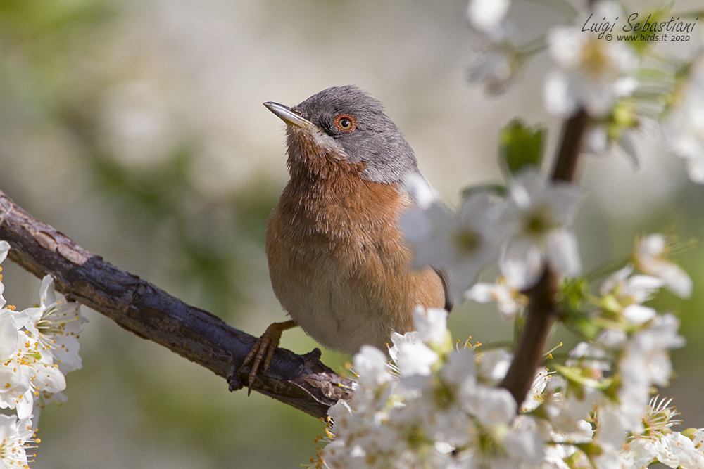 Warbler, subalpine