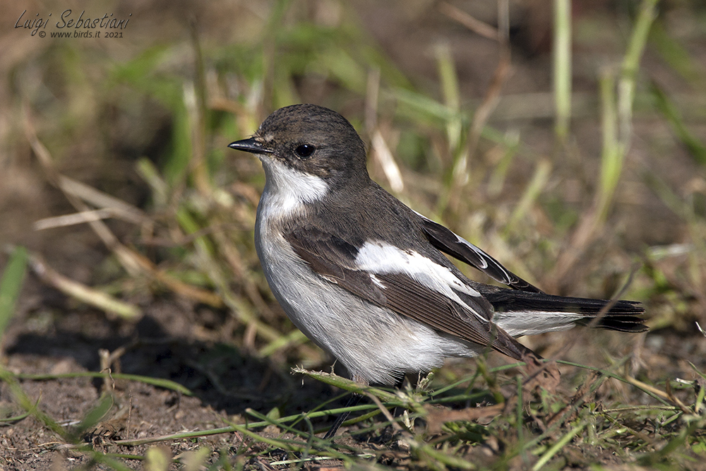 Flycatcher, pied