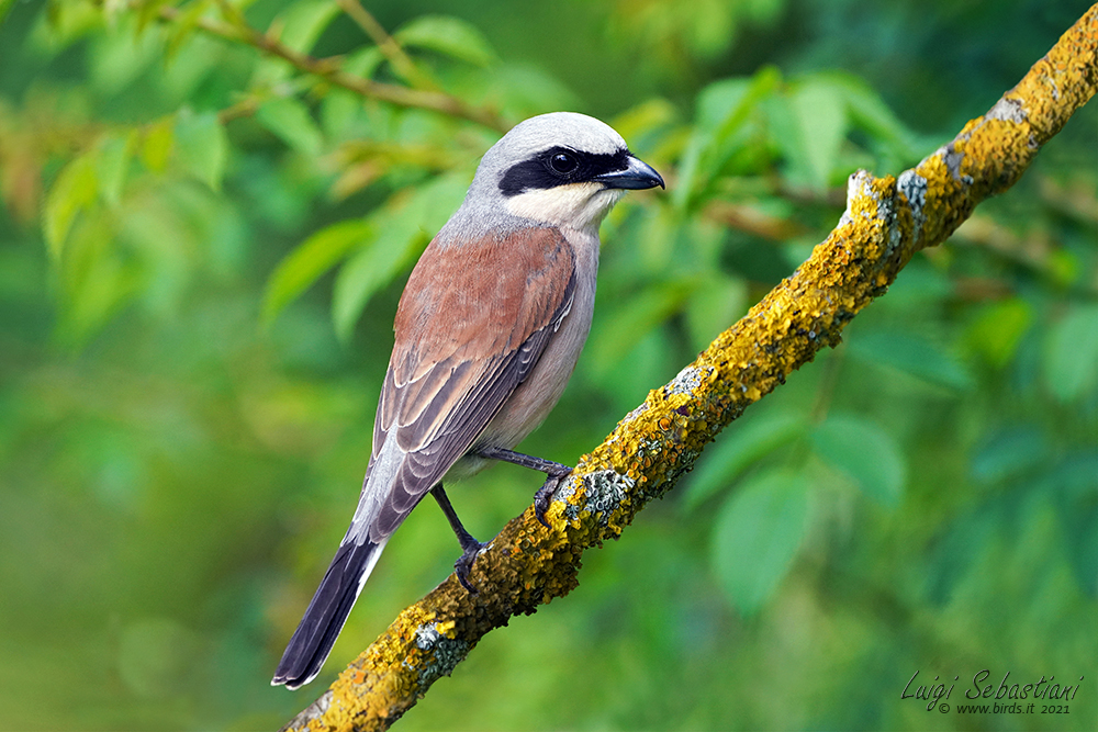 Shrike, red-backed