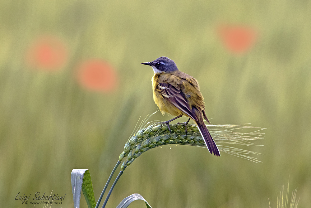 Schafstelze (subsp. cinereocapilla)