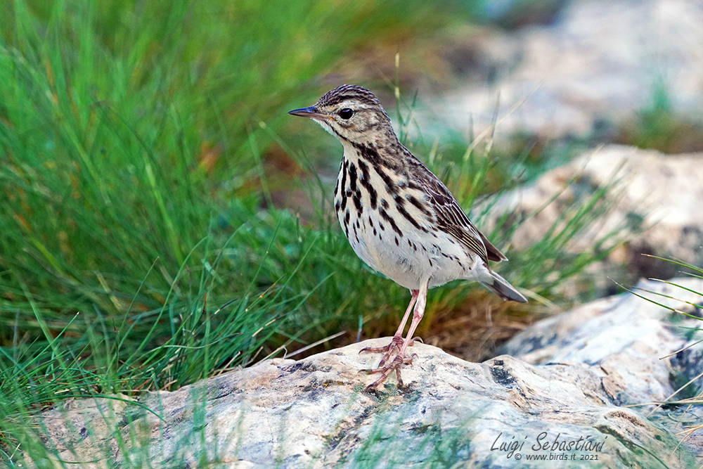 Pipit des arbres