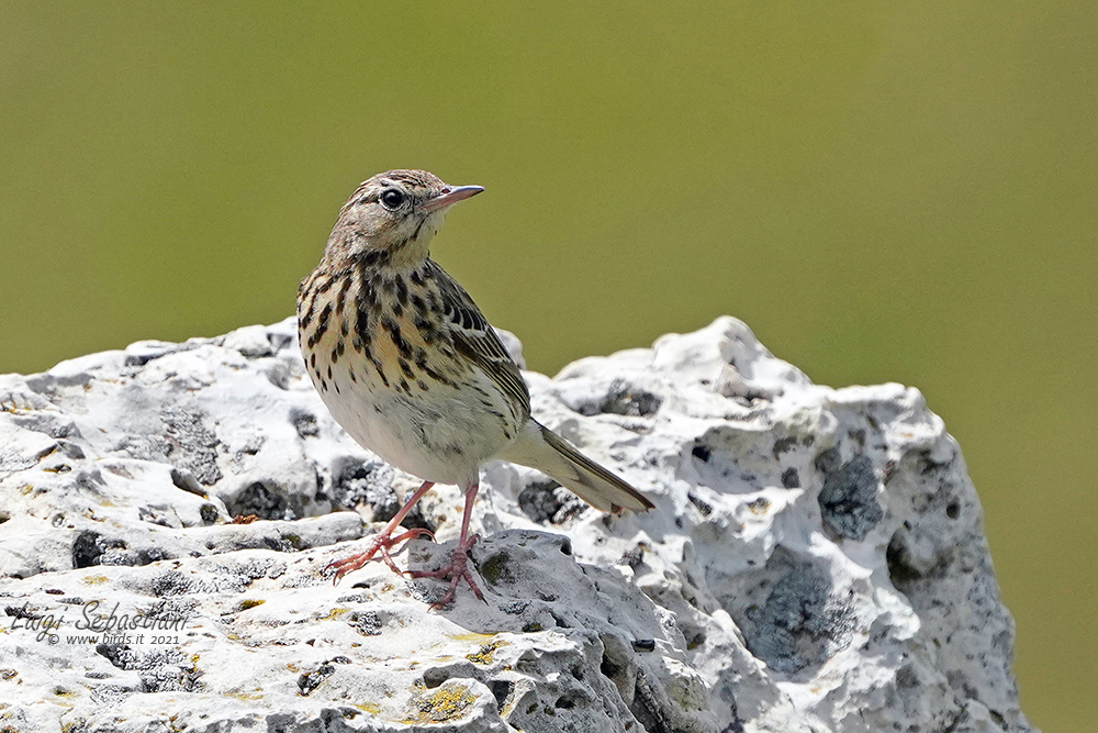 Pipit des arbres
