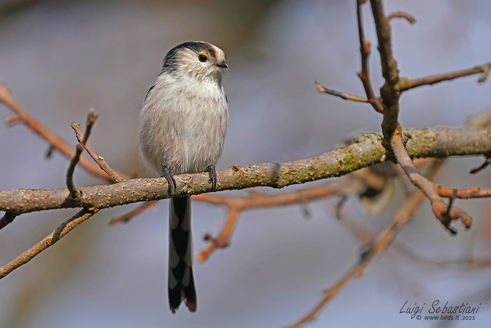 Tit, long-tailed