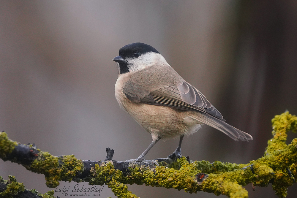 Mésange nonnette
