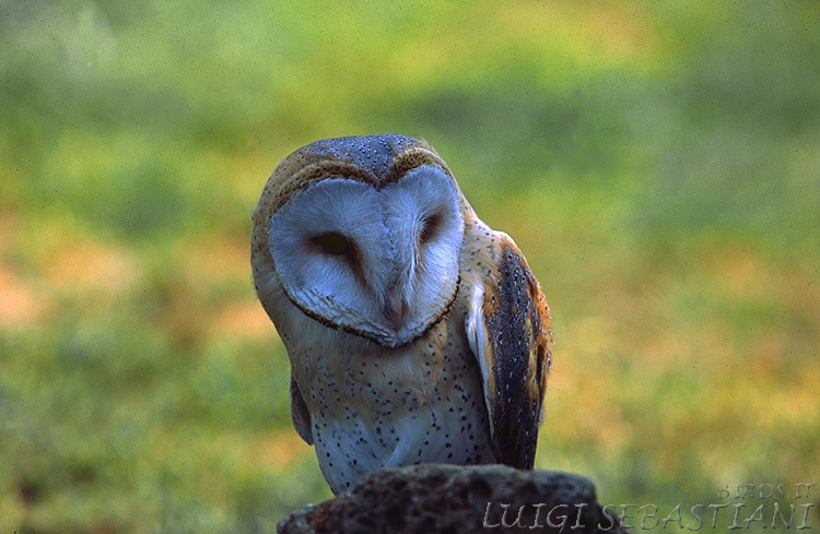 Owl, barn