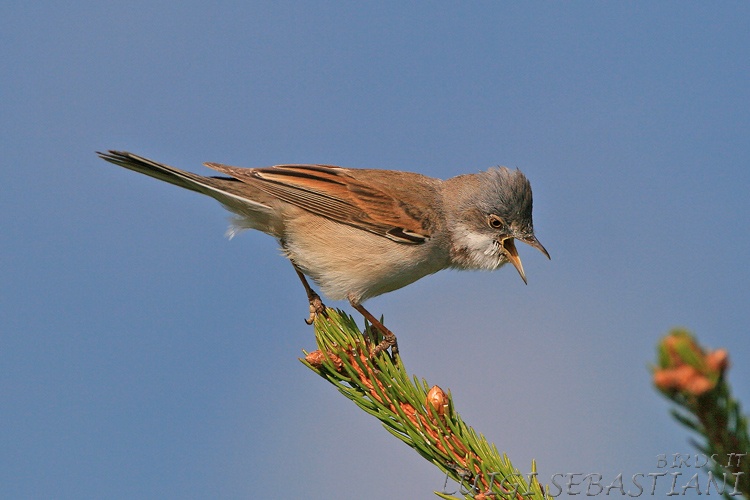 Whitethroat (common)