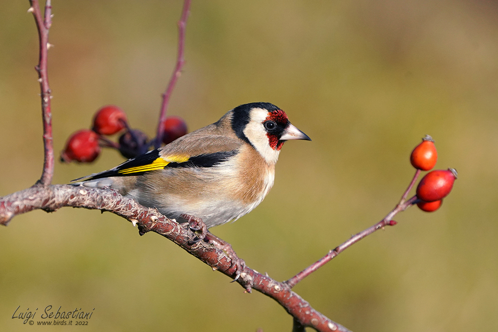 Goldfinch
