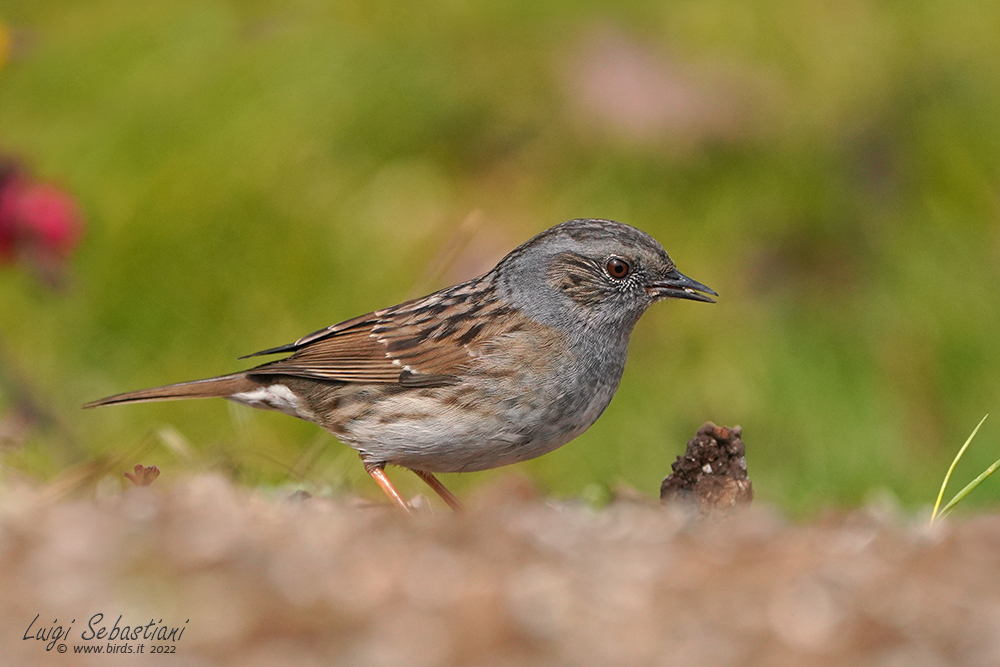 Dunnock
