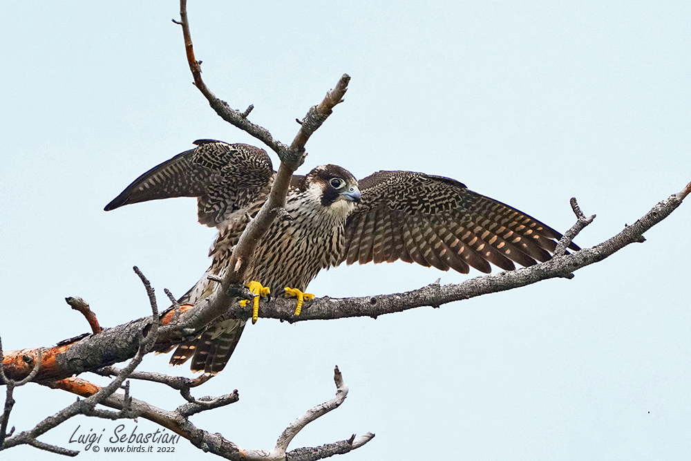 Peregrine