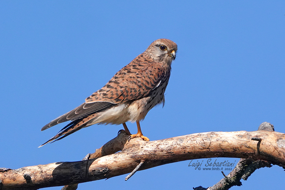 Turmfalke
