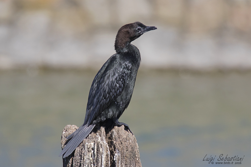 Cormorant, pygmy