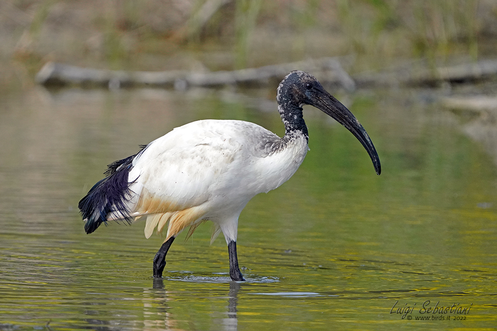 Heiliger Ibis