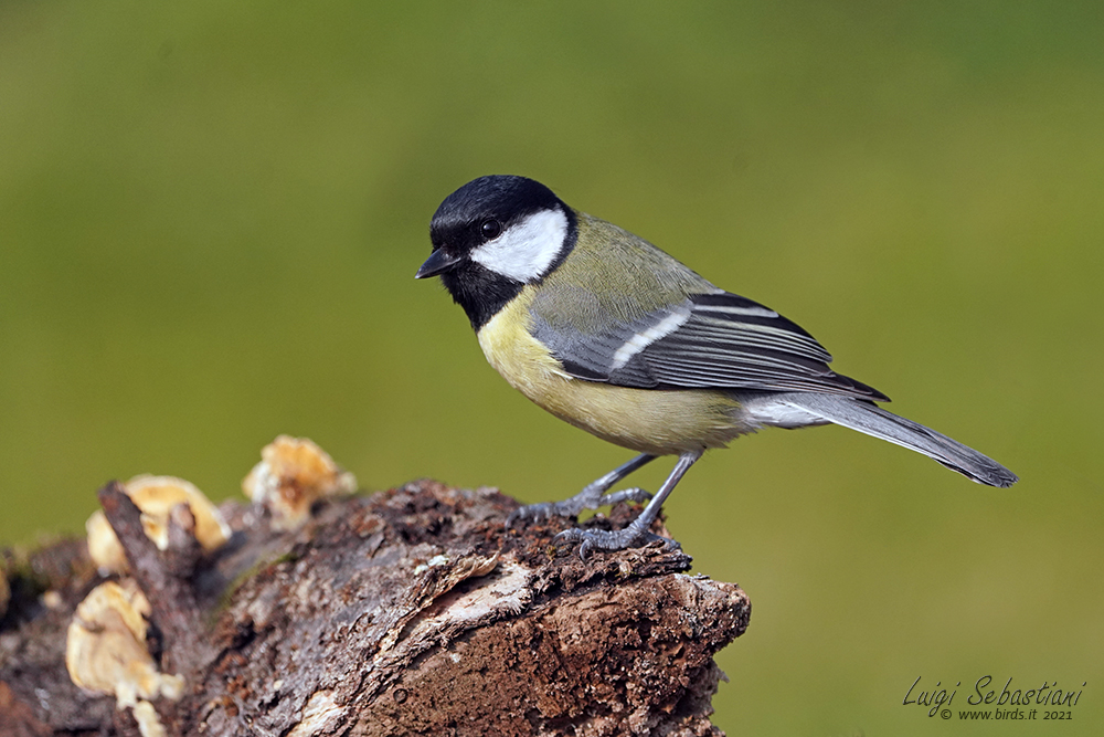 Tit, great
