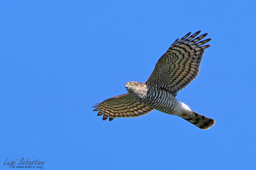 Sparrowhawk