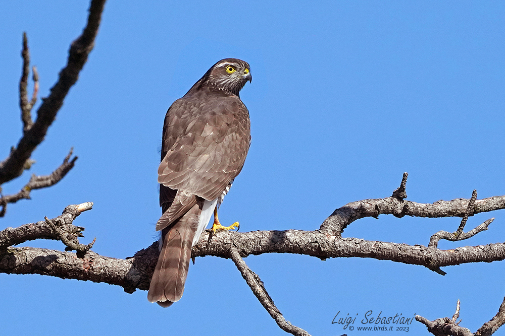Sparrowhawk