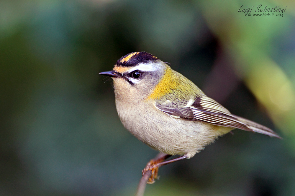 Sommergoldhähnchen