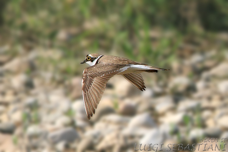 Plover, little ringed