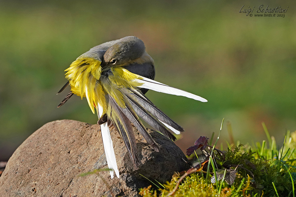 Wagtail, grey