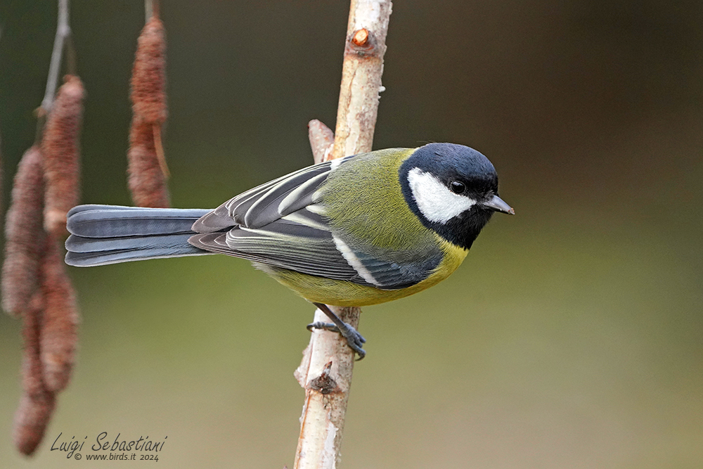 Tit, great