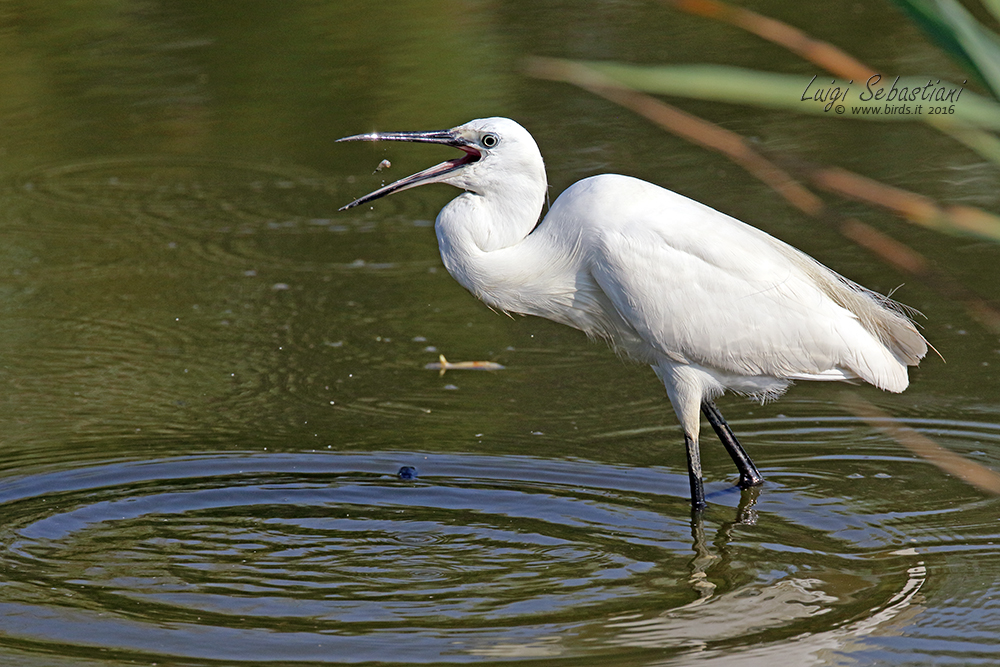 Seidenreiher