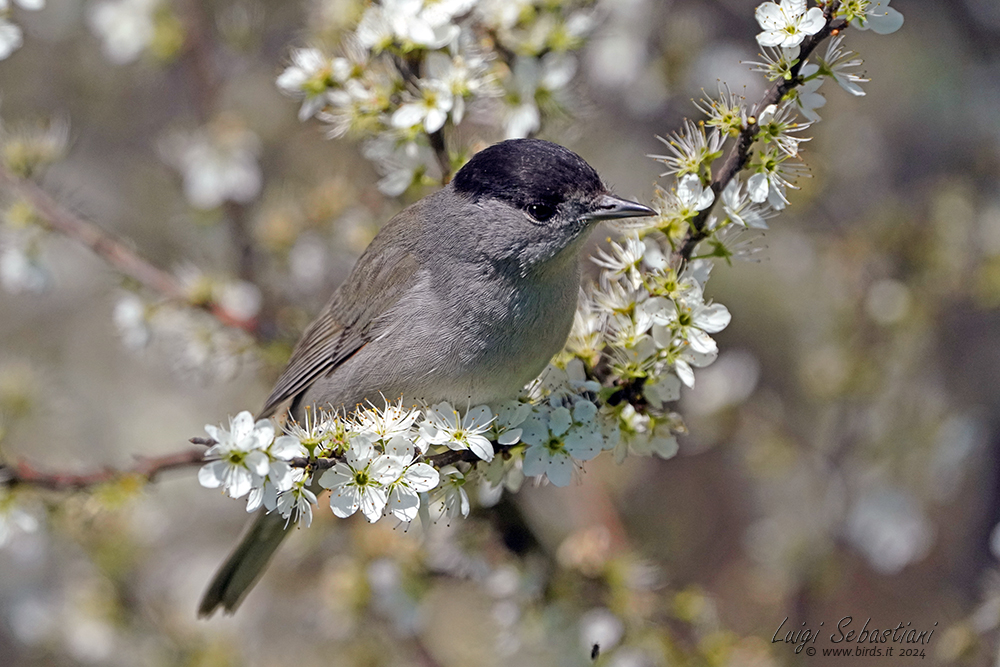 Blackcap