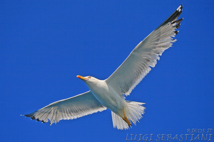 Gull, herring