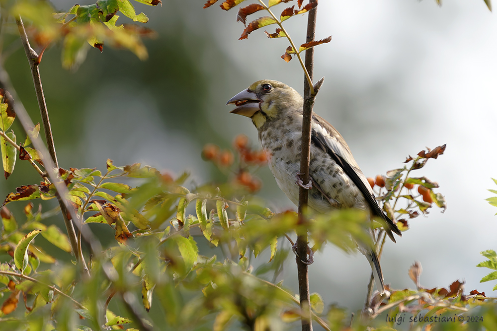Hawfinch