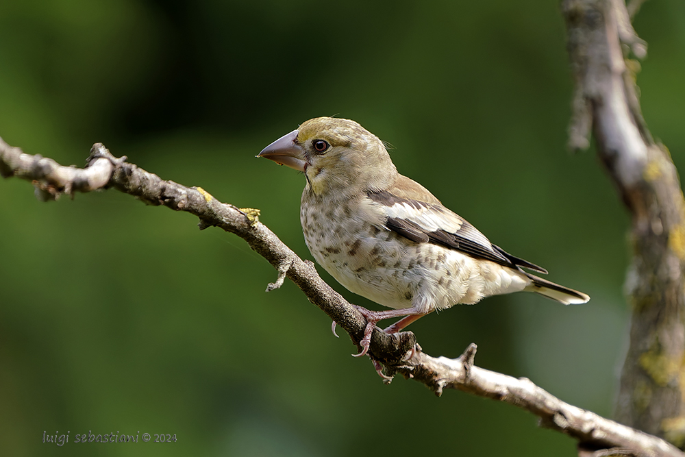Hawfinch