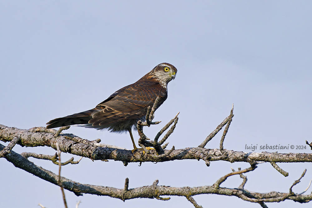 Sparrowhawk
