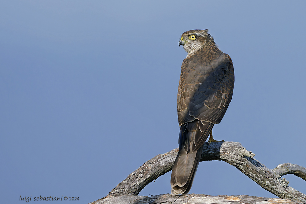 Sparrowhawk